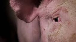 ¿Otro ataque del puma?; aparecieron 3 chanchos descuartizados