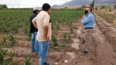 Granizo en San Juan: hay 210 denuncias de productores