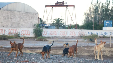 Perros en San Juan: entre el fracaso de los hogares de tránsito y la búsqueda de multas más severas