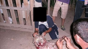 El secretario de Medio Ambiente dijo que hay superpoblación de pumas