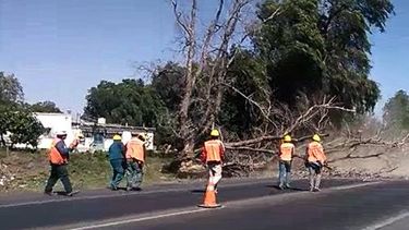 Cayó un árbol sobre la ruta, en el mismo lugar en que otro mató a un ciclista