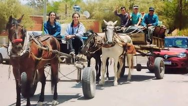 Aberrante: encontraron faenada a Paloma, la yegua de la ex Reina del Sol