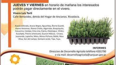 Venta de plantes forestales y ornamentales