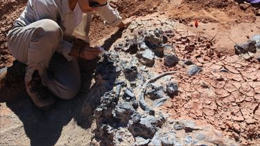 Una paleontóloga sanjuanina participará este sábado en un programa de la TV Pública