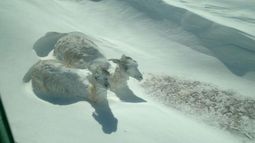 Impactante: así quedaron dos guanacos que mató la nevada