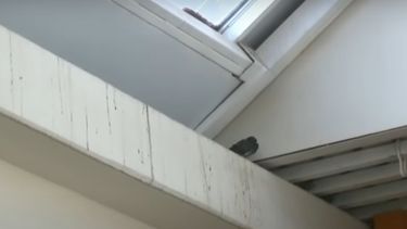 Las palomas conviven con trabajadores y público en general dentro de las instalaciones del Centro Cívico de San Juan.&nbsp;