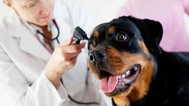 De la mano de un experto, estos son los consejos para tener bien cuidada a tu mascota