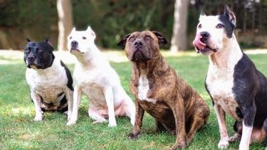 Así se implementará el registro de tenencia de animales peligrosos: ¿Qué pasará con los callejeros?