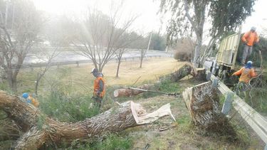 La cruel tala de dos árboles en la Circunvalación ¿para que se vea un cartel?