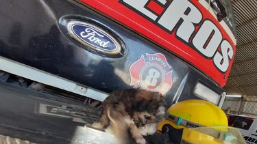 Video: un perrito cayó a un pozo de 4 metros, fue rescatado y terminó adoptado