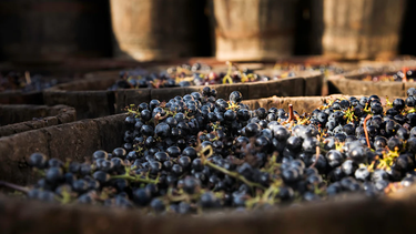 Las bodegas sanjuaninos se mostraron entusiasmadas con el operativo Anticipo Cosecha, Acarreo y Elaboración 2025