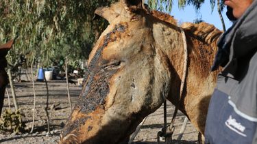 Veterinarios autoconvocados piden donaciones para asistir a los animales de Zonda