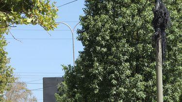 Reviviendo el verde de Capital