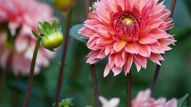 Los pétalos de la Dalia, una conocida planta que habita en los jardines de millones de casas, juegan un papel importante contra la diabetes.