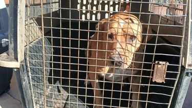 Dan en adopción a perritos rescatados del maltrato en San Juan