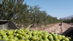 “Contra un aceite subsidiado por la Unión Europea es muy difícil competir”, sostuvo el presidente de la Cámara Olivícola de San Juan respecto al acuerdo UE-Mercosur. “Contra un aceite subsidiado por la Unión Europea es muy difícil competir”, sostuvo el presidente de la Cámara Olivícola de San Juan respecto al acuerdo UE-Mercosur.