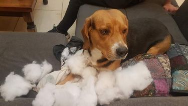 ¡Cómo los queremos!