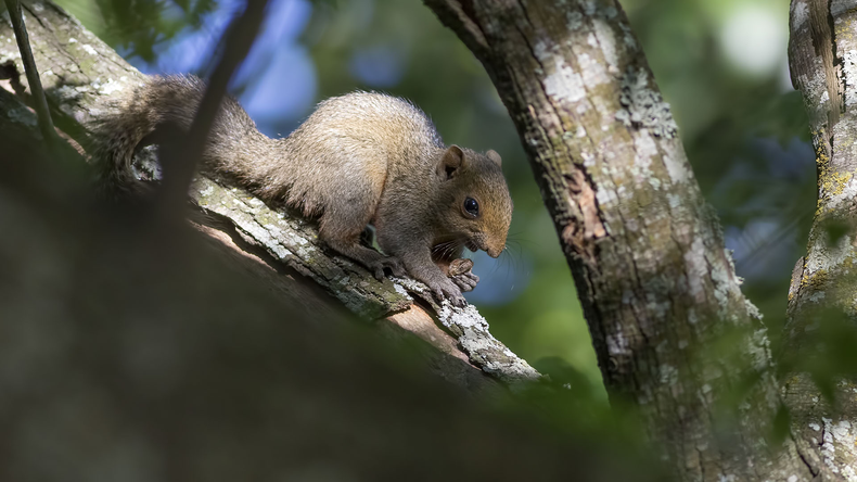 La ardilla de vientre rojo (Callosciurus erythraeus) es una especie originaria del sudeste de Asia que fue introducida con fines ornamentales en el partido de Luján, Provincia de Buenos Aires hace 50 años, logrando establecerse e invadir, amenazando la biodiversidad, la salud, la producción y los servicios.