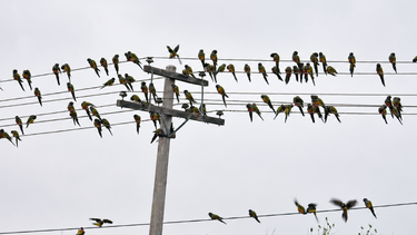 Buscan una solución ante la enorme cantidad de loros que atacan los cultivos en Jáchal. Van desde el uso de bombas a láseres. Foto: Actualidad Jachallera