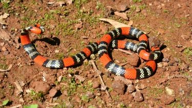 ¡Cuidado, serpiente suelta!: hubo pánico en Villa Tacú