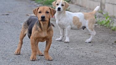 Bajo estricto control, vuelven las esterilizaciones de animales de compañía