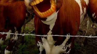 Comiendo el 20% menos de carne ayudaríamos mucho al planeta