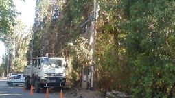 La caída de un árbol en mal estado dejó sin luz a Rawson