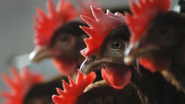 Reapareció gripe aviar en Camerún tras 8 años