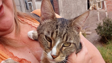 Final feliz para Tigre, el gatito que pasó casi una semana arriba de una palmera