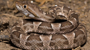 Recomendaciones: qué hacer si encontrás una serpiente en San Juan. Foto: Alfredo Sabaliauskas