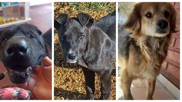 Estos son los perritos que buscan hogar en San Juan en agosto