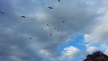 Video: impactante presencia de cóndores en el cielo de Pocito