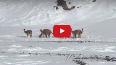 Mirá los hermosos videos de la nieve en Veladero