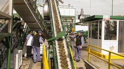 Se viene en San Juan la planta de aceite de oliva más grande de Latinomérica