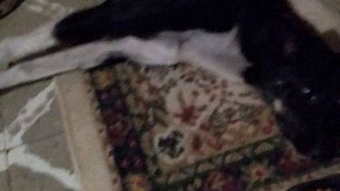 Atropellaron y enterraron viva a una perra en San Juan: proteccionistas la rescataron