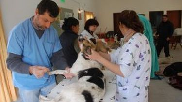 Programa de Tenencia Responsable y Sanidad Animal