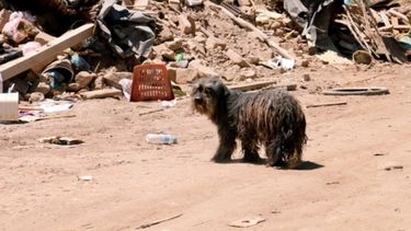 Se viene el rescate de perros y gatos más grande de la historia de San Juan