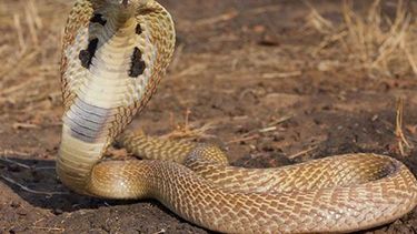 Un niño mordió a la serpiente que lo atacó y la mató
