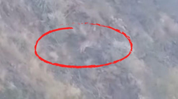 Divisaron otro puma en una montaña cercana a la zona urbana, en San Juan. Divisaron otro puma en una montaña cercana a la zona urbana, en San Juan.