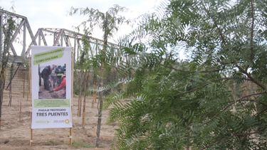 De basural a un parque: plantaron 10.000 árboles al margen del puente de Alto de Sierra