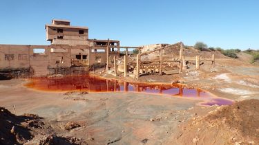 Una investigación sanjuanina descubrió que hay plantas autóctonas que pueden remediar los pasivos ambientales