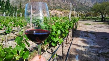 Una a una, las bodegas de la Ruta del Vino de Sarmiento: de los tesoros de Pedernal a la sorpresa de Cochagual