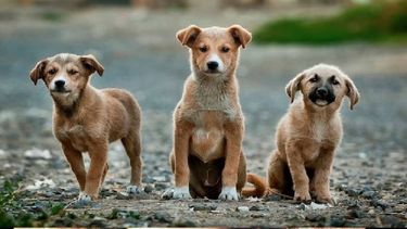 Proteccionistas de animales en San Juan: ¿quienes son y cómo trabajan?