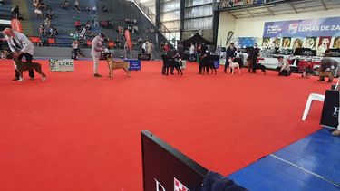 El hobby más caro de San Juan donde muchos terminan pobres