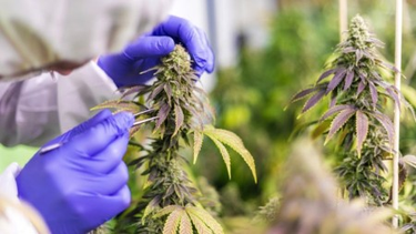 Darán una charla en San Juan sobre los usos y beneficios del cannabis medicinal