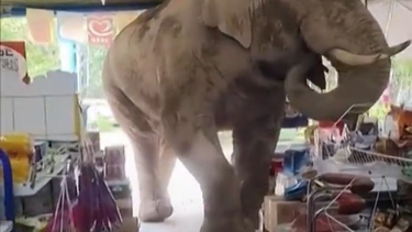 Un elefante, la sorpresiva visita que recibió un supermercado en Tailandia