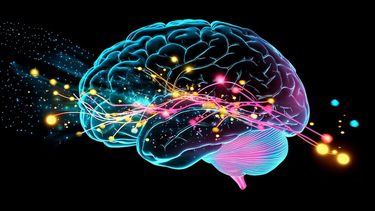 El cerebro no alcanza su madurez plena hasta los 32 años: un estudio revela las edades clave en su desarrollo