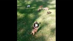 Piden ayuda para una jauria de cachorritos abandonados en el Parque