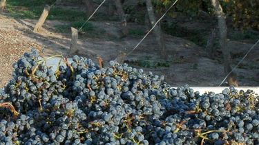 El INV pone la lupa en la uva que tiñe vinos