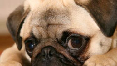 Cronograma programa Tenencia Responsable de Mascotas